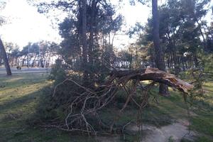 Jak sjeverni vjetar i danas u Podgorici: Oboreno drveće na više...