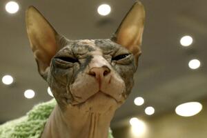 Biće koje nećete lako zaboraviti!