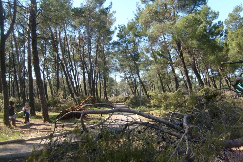 Zlatička šuma, Foto: Jovan Stanišić