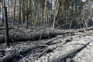 Izgorjelo 750 hektara nacionalnog parka u Galiciji
