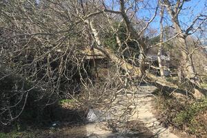 Orkan u Ulcinju čupao drveće, dio grada bio bez struje