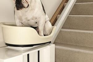 U Velikoj Britaniji izumljen lift za gojazne pse