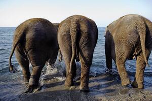 Švajcarska: Tri cirkuska slona moraju na dijetu