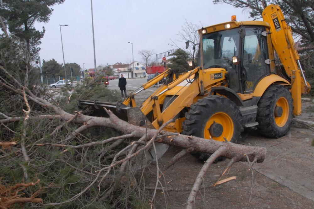 zlatica, vjetar, Foto: Vesko Belojević