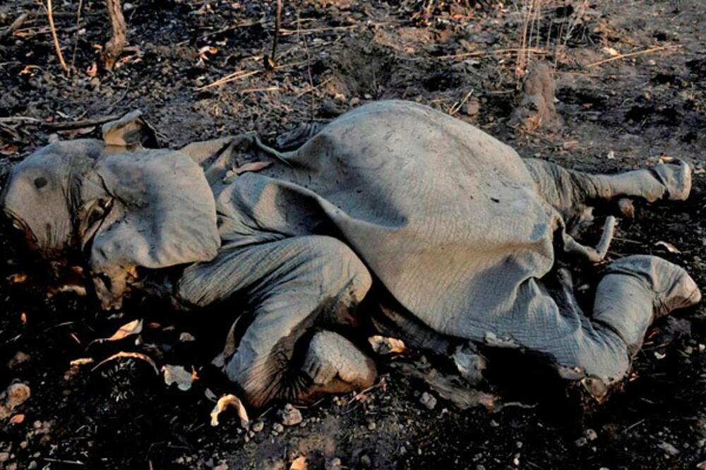 slonovi Kamerun, Foto: Time.com