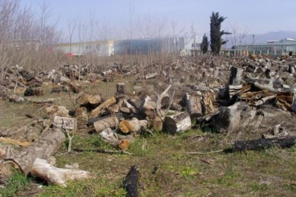 derponija_1, Foto: V. Belojević