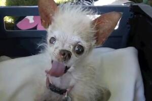 Umro Joda, najružniji pas na svijetu