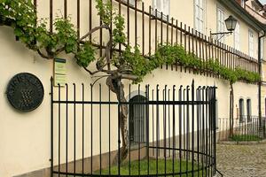 Najstarija vinova loza na svijetu raste u Mariboru