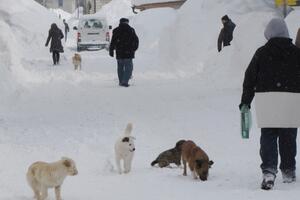 Tuže Opštinu jer im je ubijen kućni ljubimac