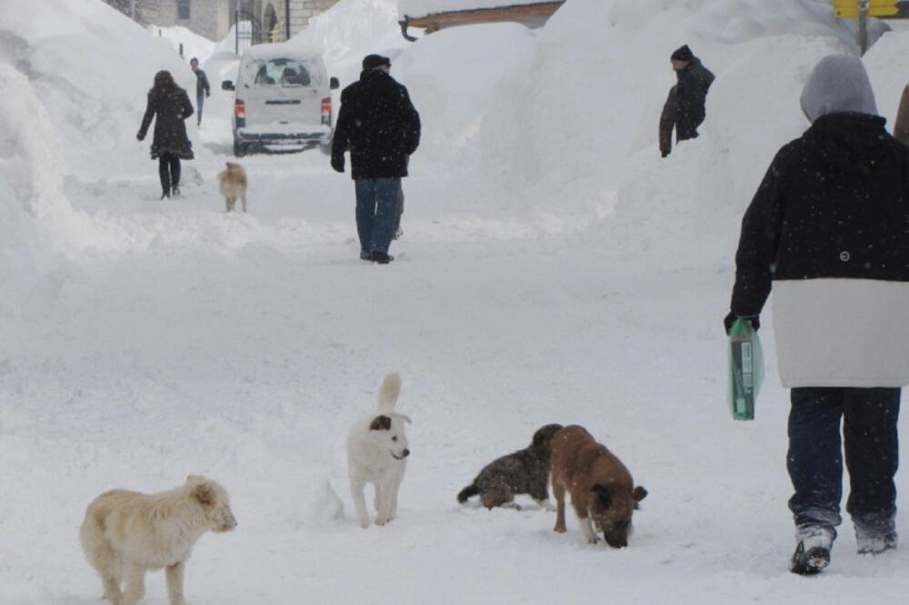 psi lutalice Gusinje, Foto: Amil Ibrahimagić