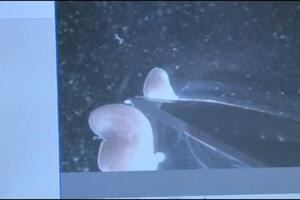 Na Zemlji postoji besmrtno stvorenje