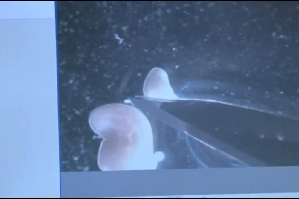 Besmrtni crvi, Foto: Screenshot youtube