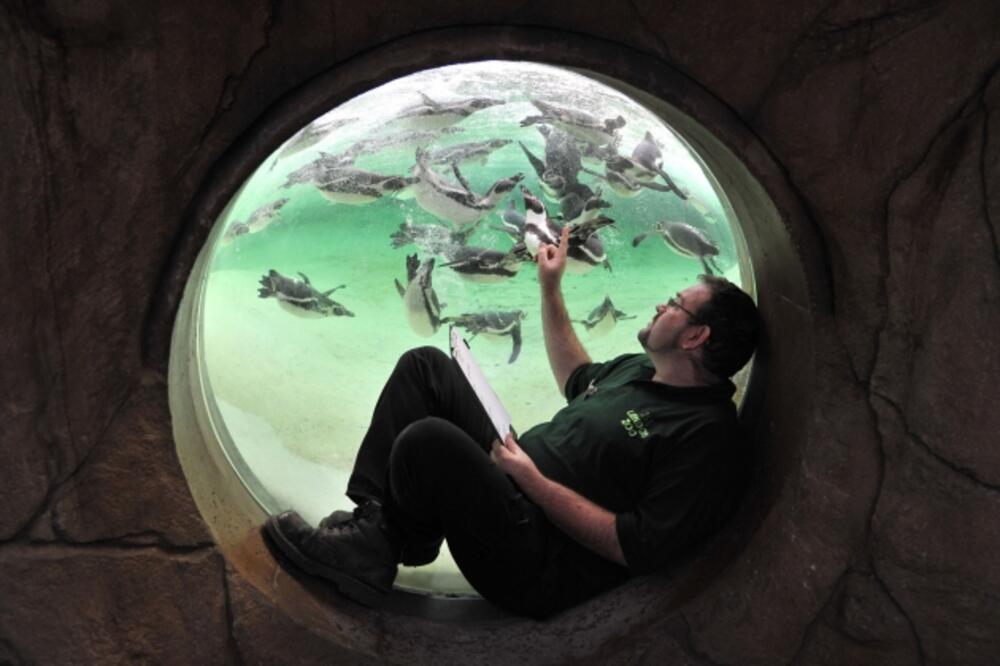 zoo vrt, London, Foto: Beta