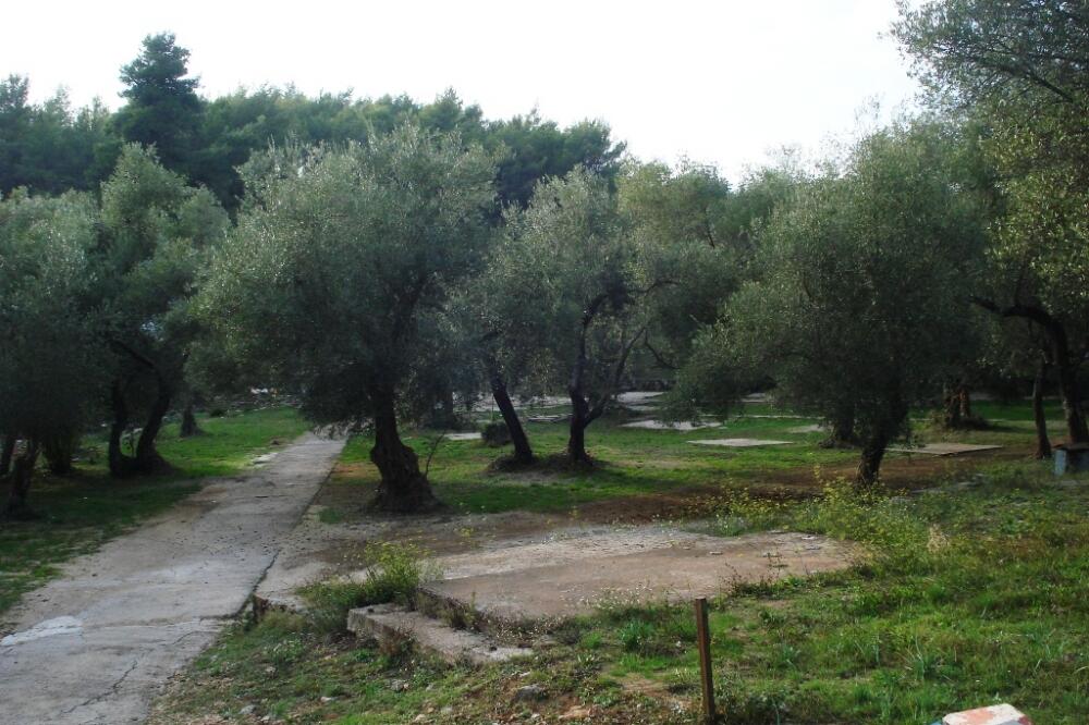 masline Plavi horizonti, Foto: Siniša Luković