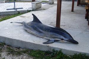 Na kupalištu kod Tivta pronađen uginuli delfin