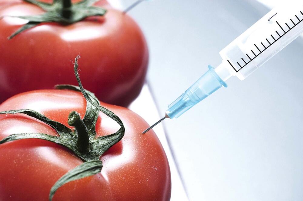 genetski modifikovana hrana, paradajz, Foto: Shutterstock.com