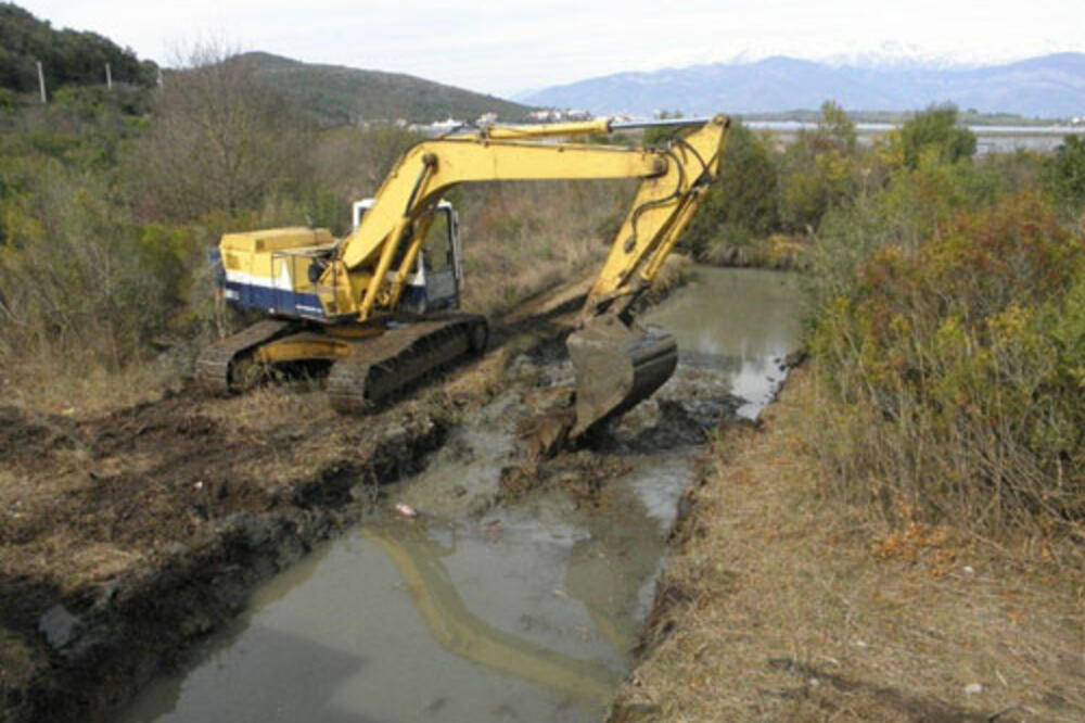 Tivat, ptice, Foto: Birdwatchingmn.org