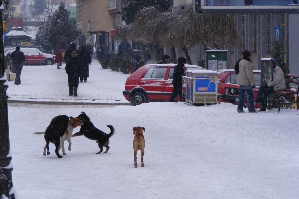 Psi lutalice, Foto: Arhiva Vijesti
