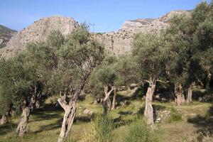 Maslinari: Budvu proglasiti uljarskim gradom