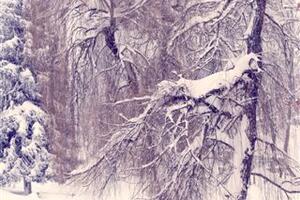 Berane: Namirnice dobilo 360 udaljenih porodica