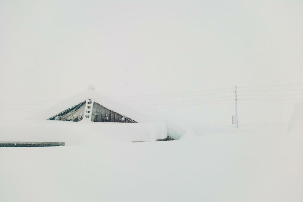 trsa, Foto: Stanko Jokanović