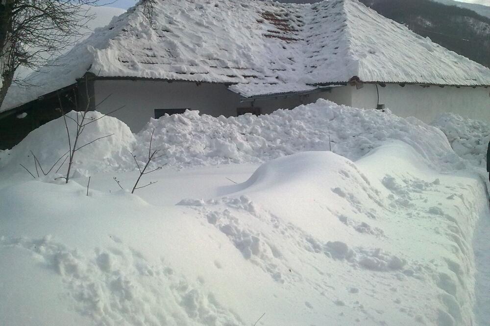 murine, plav, Foto: Čitalac reporter