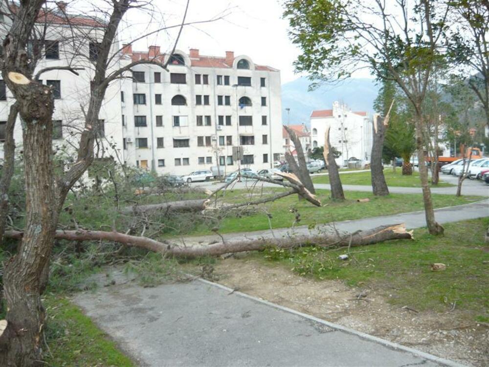 Srušena stabla Seljanovo