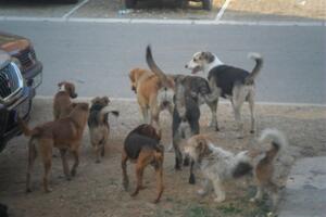 Masovni pomor pasa u Nikšiću: Pesticidi posuti svuda po gradu