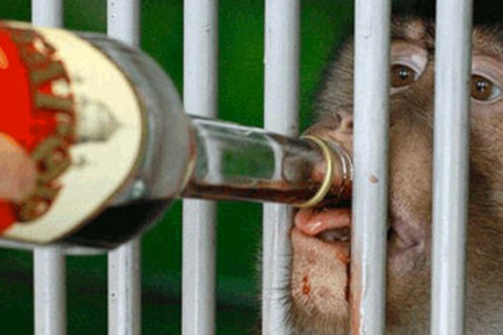 majmuni alkohol, Foto: Rt.com