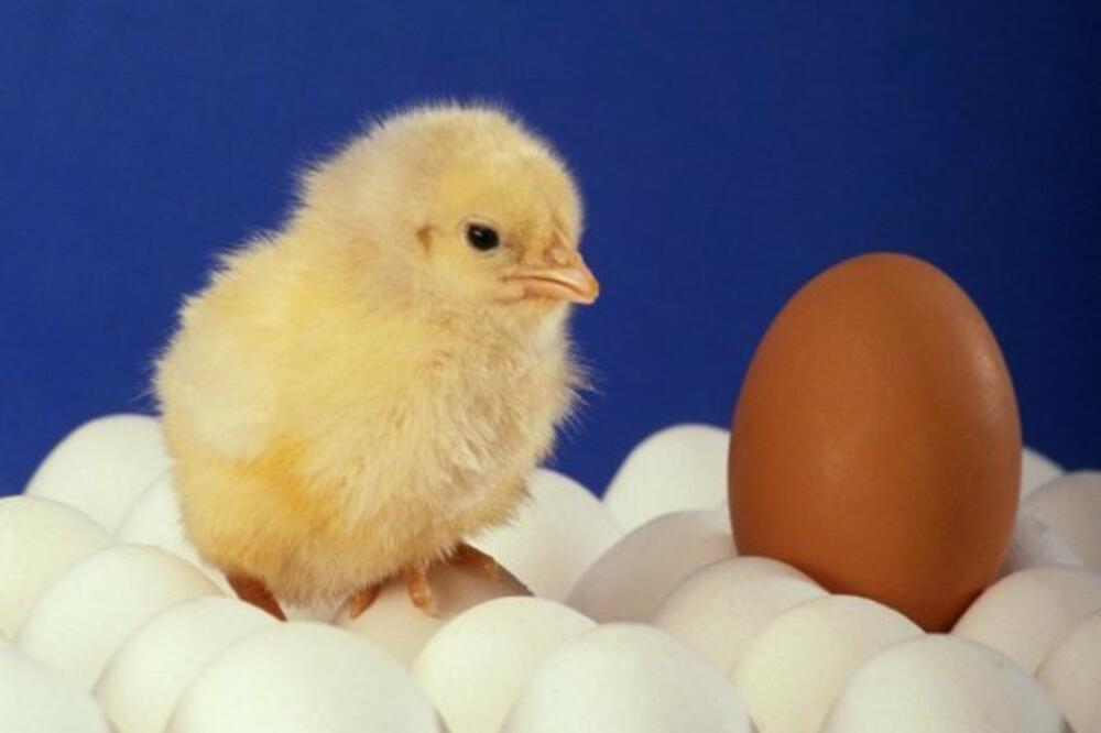 jaja, pile, kokoška, Foto: Huffingtonpost.com