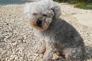 Umro Ujka Čiči, najstariji pas na svijetu