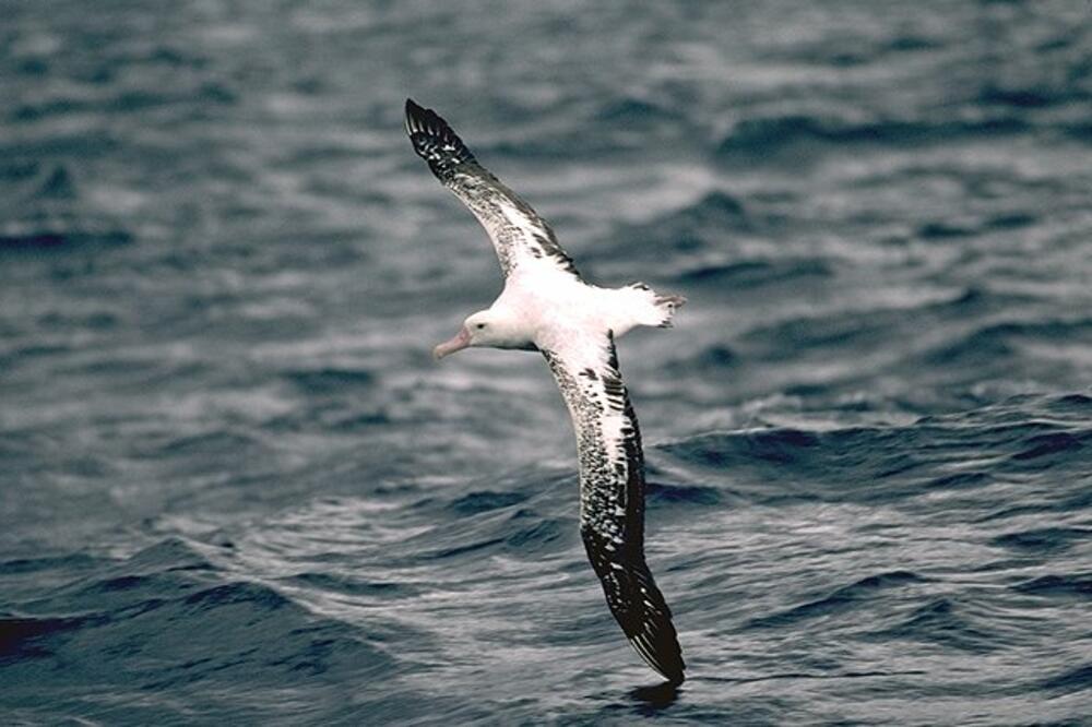 Albatros, Foto: Albatrostr.com