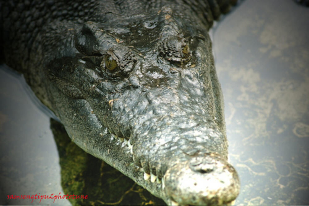 malezijski krokodil, Foto: Flickr.com