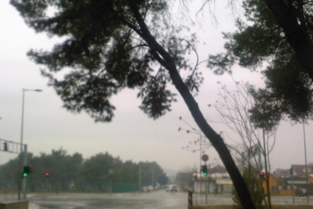 bor, Foto: Jovan Stanišić