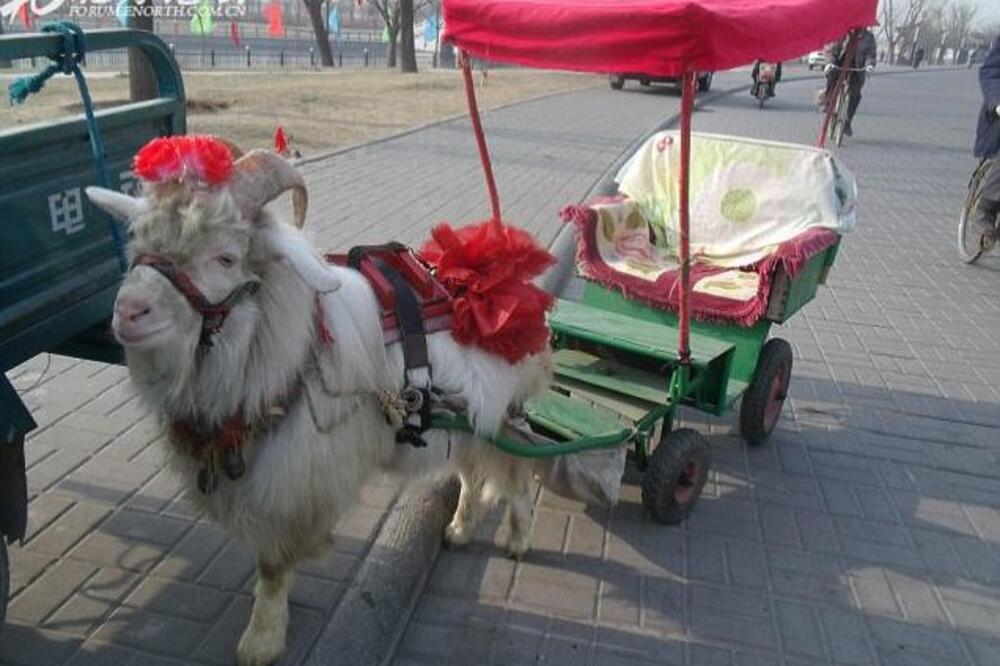 ovan taksi, Foto: Metro.co.uk