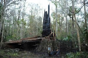 Na Floridi izgorjelo drvo staro 3.500 godina