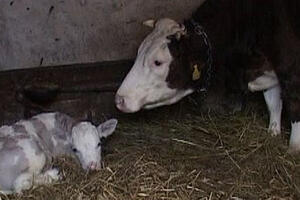 Krava Đurđa otelila ljubičasto tele