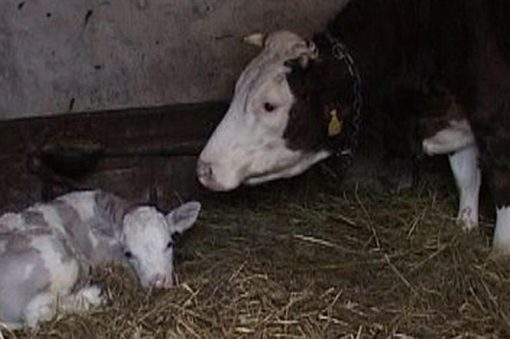 krava, Đurđa, Foto: Blic.rs