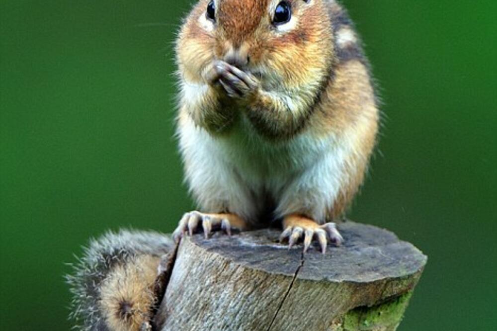 vjeverica, Foto: Dailymail.co.uk