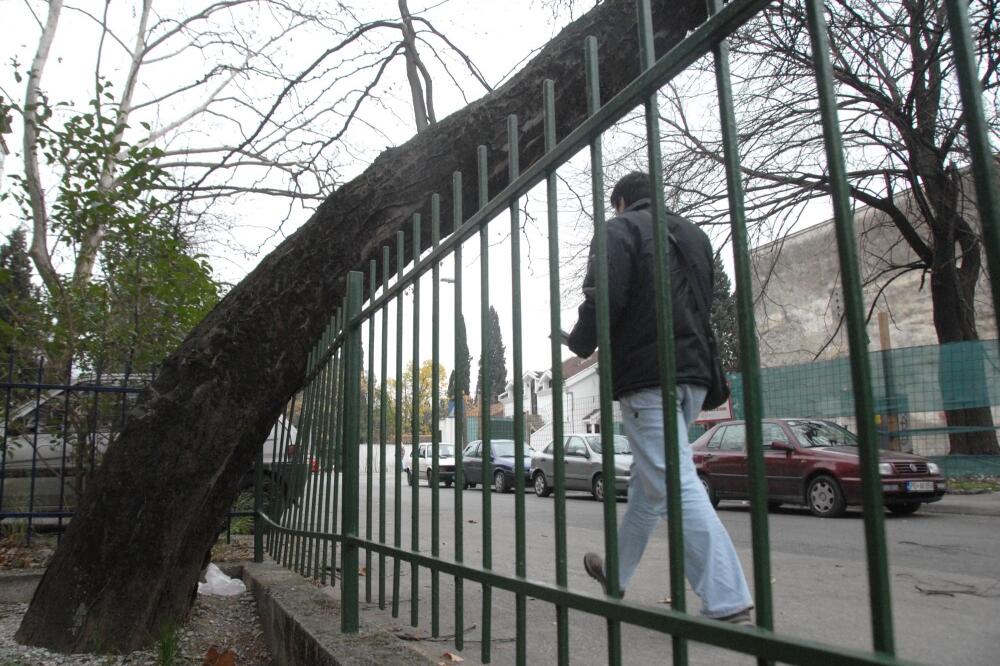 vrtić Bubamara drvo, Foto: Vesko Belojević