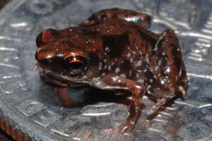 Pronađena najmanja žaba na svijetu, ima samo 7 mm