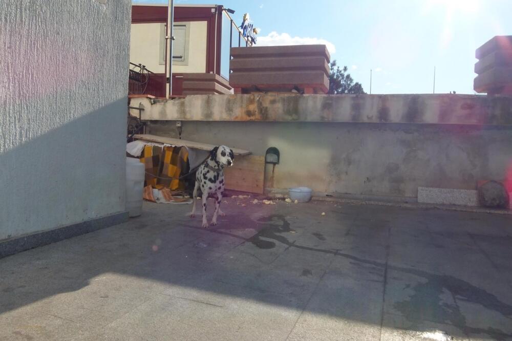 pas, Budva, Vidikovac, Foto: Facebook/Ruka-šapi