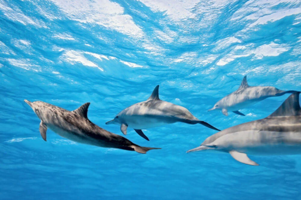 delfin, Foto: Shutterstock.com