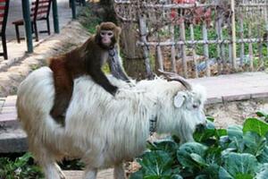 Majmun upada u posjed jašući na kozi, a onda zajedno kradu