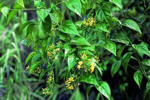 Kineski milijarder umro od otrovanog mačjeg mesa