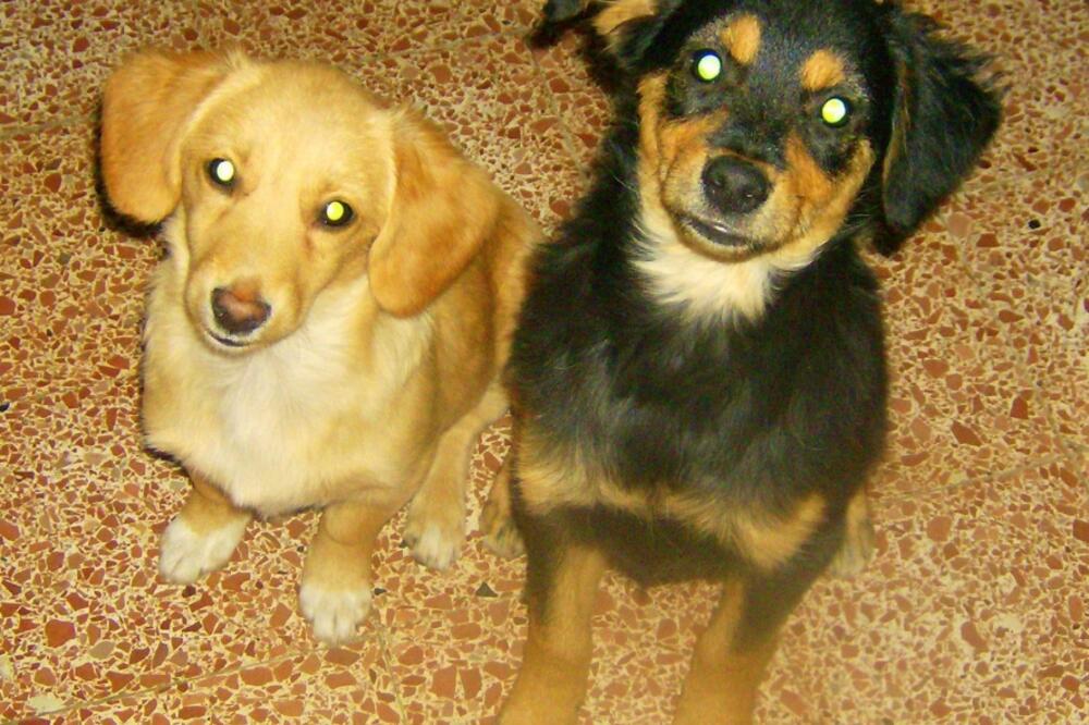 pas, azil, Foto: Facebook