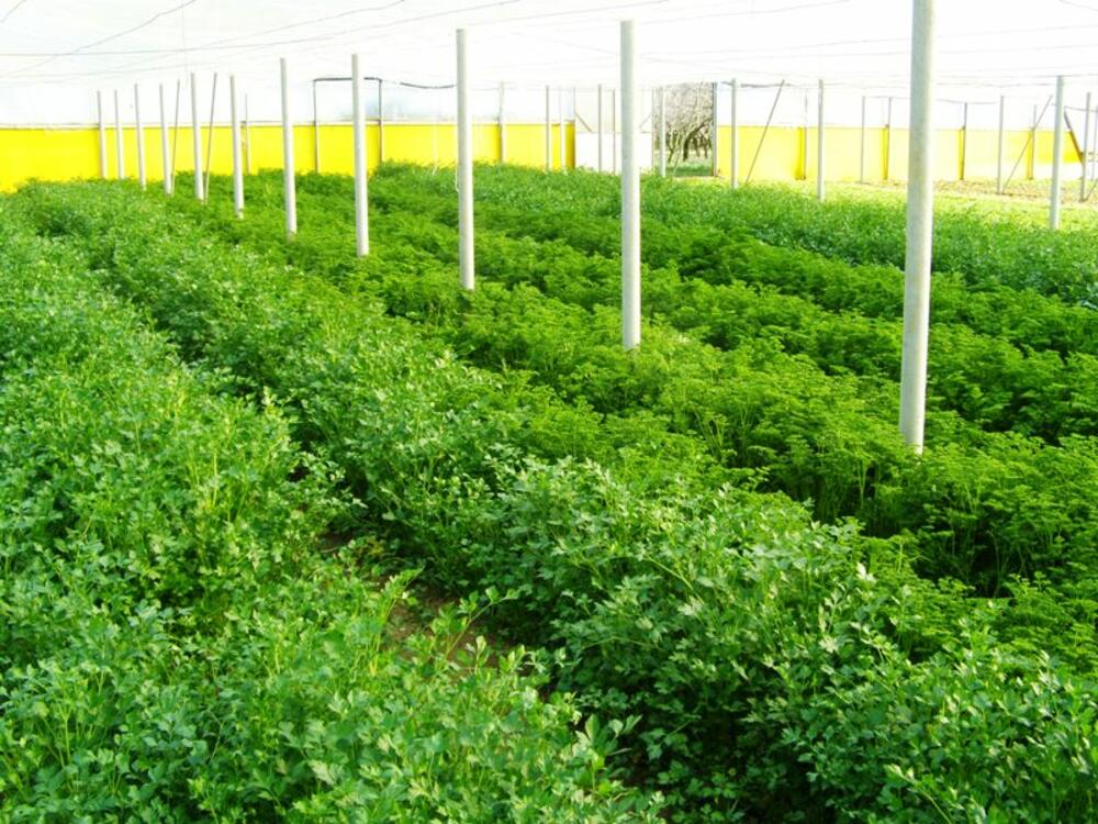 Veso Jovović, plastenici