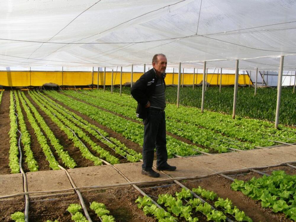 Veso Jovović, plastenici