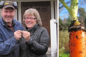 Izgubljeni prsten nakon 16 godina pronašla na šargarepi