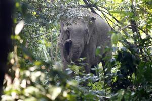 Indonezija: Pomahnitali slon gazio farmera do smrti